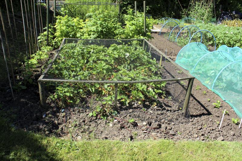 Netting to Cover Garden Plants Garden Guides