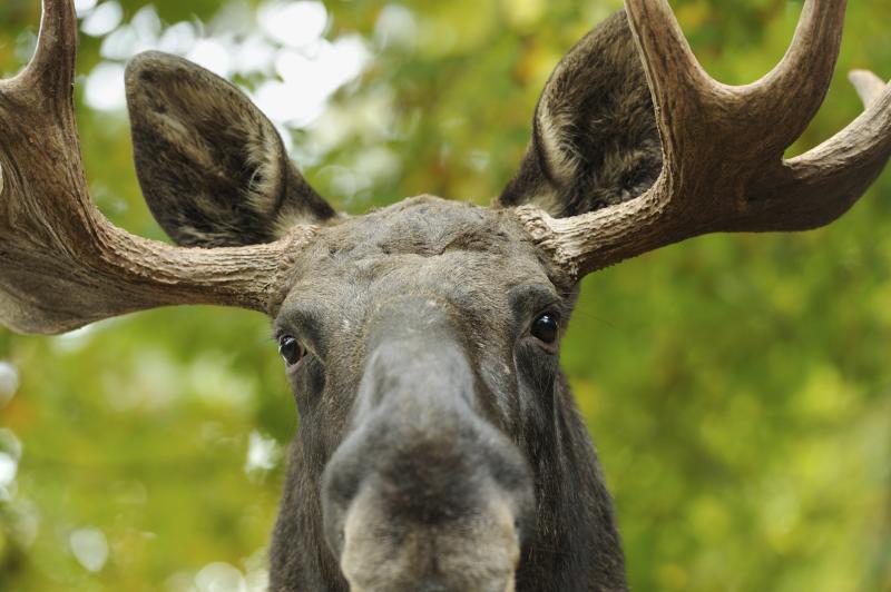 How to Survive a Moose Attack Gone Outdoors Your Adventure Awaits