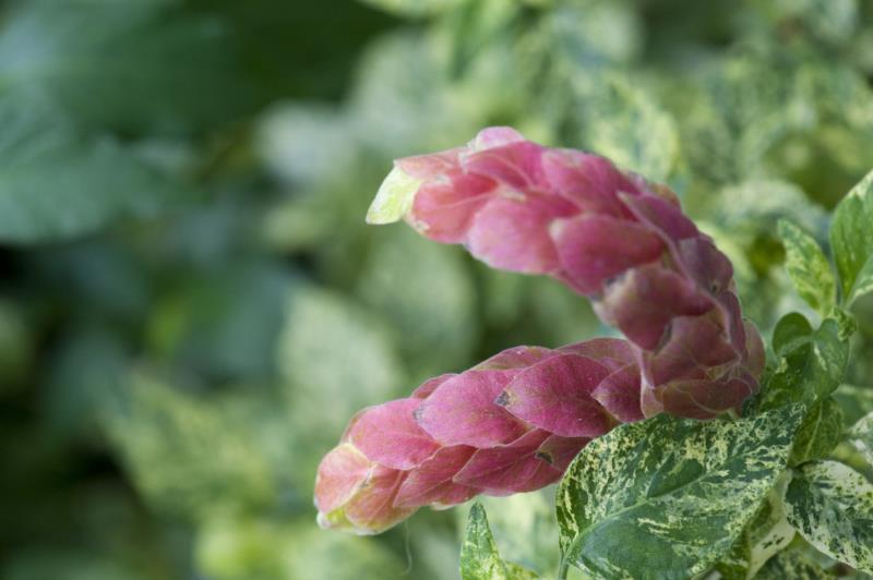 How to Grow a Shrimp Plant Garden Guides