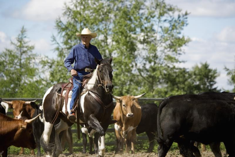 What Is Needed to Start Up a Cattle Ranch? eHow