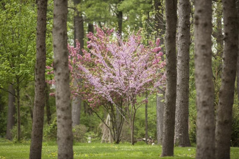 Trees That Flower in New Jersey Garden Guides