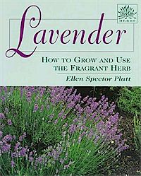 Lavender | Garden Guides