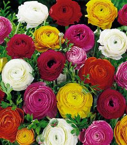 Ranunculus | Garden Guides