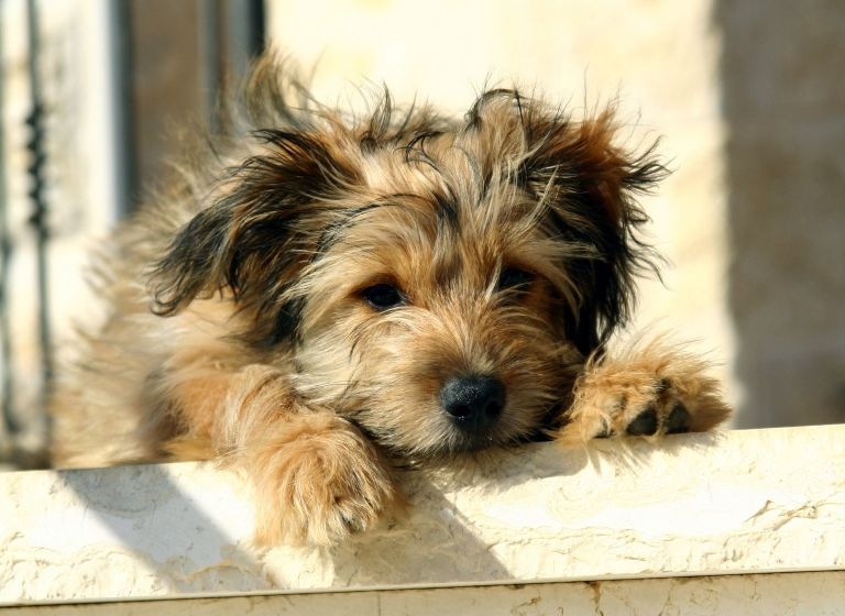 como curar el malestar estomacal de un perro como curar el malestar estomacal de un perro