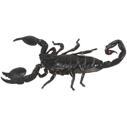 Les arbres fruitiers attirent-ils les scorpions