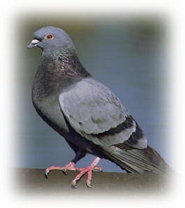 How Do I Catch A Lost Homing Pigeon Animals Mom Com