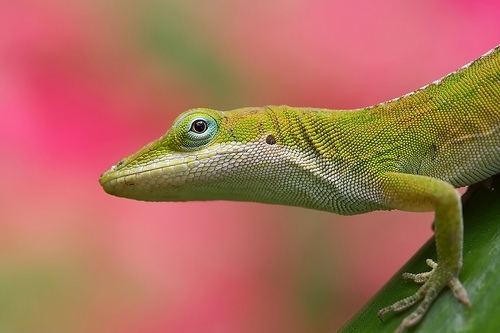 Trap used to lure out Nile monitor lizard from a swimming pool for  relocation