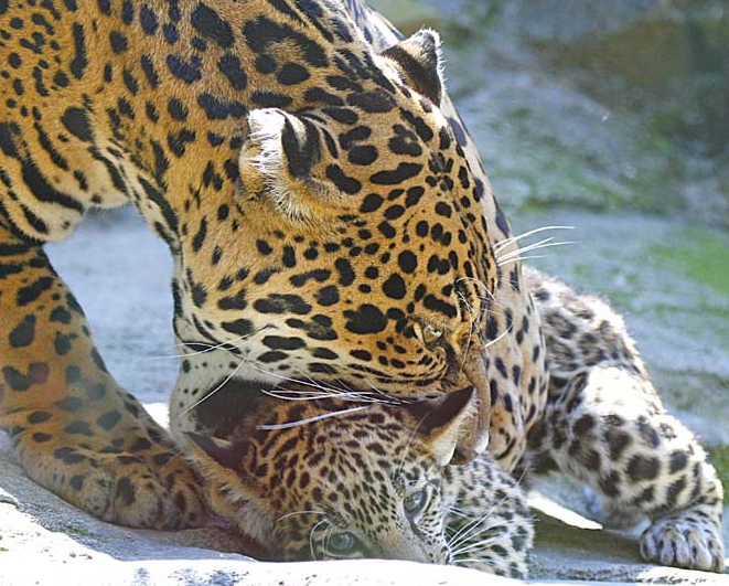 What Do Jaguars Eat >> How Do Jaguars Care For Their Babies Sciencing What Do Jaguars Eat >> How Do Jaguars Care For Their Babies Sciencing