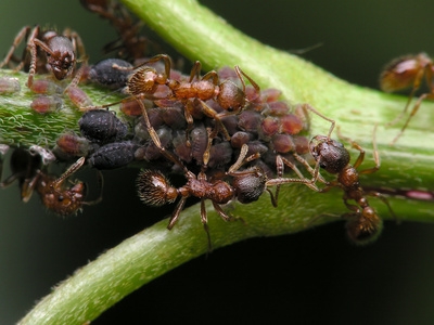 Natural Way To Kill Spiders On Plants Natural Way To Kill Spiders On Plants