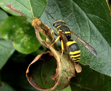 Does Mothballs Get Rid Of Wasp