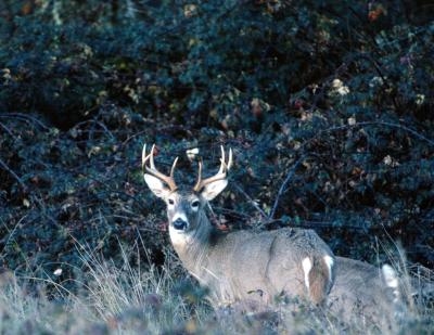 Things To Make From Deer Antlers Gone Outdoors Your Adventure Awaits