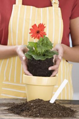 Is Potting Soil Poisonous