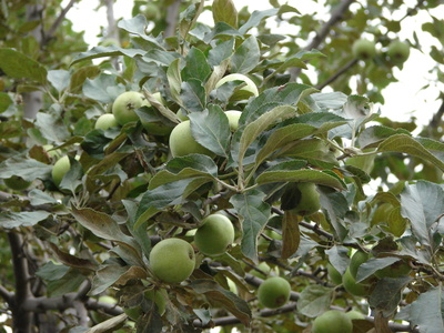 Garden Guides The Identification Of The Leaves Of Fruit Trees